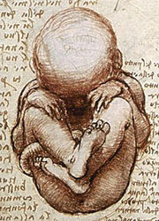 View of a human fetus in the womb. Drawing by Leonardo da Vinci.