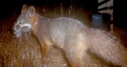 A nighttime shot of an Island Fox with three mice in its jaws.