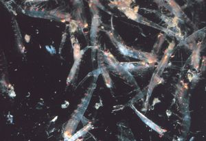 A krill swarm