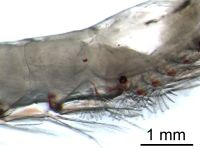 The gills of krill are externally visible.