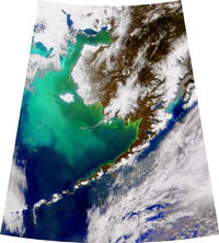 NASA SeaWiFS satellite image of the large phytoplankton bloom in the Bering Sea in 1998.