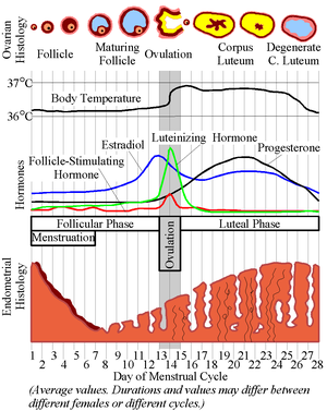 Menstrual cycle