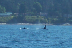 Female and male resident orca fins, J or K pod, Washington coast, July 2006