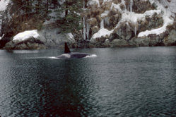 Orcas swimming in Prince William Sound off the Alaskan coast.