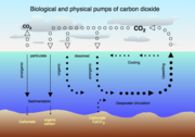 Air-sea exchange of CO2