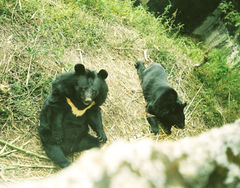 The Himalayan Black Bear