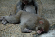 Sleeping Japanese macaques.