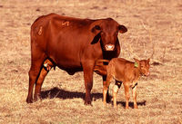 Cow with calf.