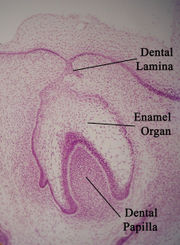 Histologic slide showing a developing tooth.  The mouth would be in the area of space at the top of the picture.