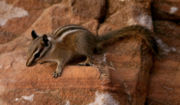 Chipmunks can be found roaming Zion Canyon.