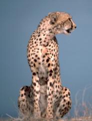 Cheetah