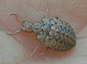 Closeup of an antlion larva