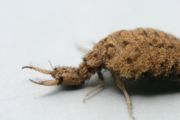 Closeup of another antlion larva