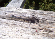 Adult Antlion