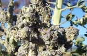 Aphid infestation on broccoli plant. Note that most of the aphids one sees in a plant infestation are juveniles.