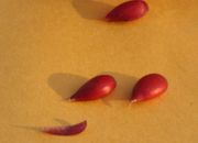 Seeds of the above apple, which are same colour as the rest of the fruit.