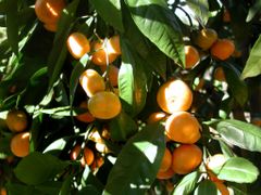 Citrus reticulata