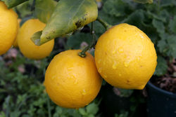 Pair of Lemons