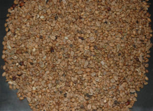 Unroasted Coffee (Coffea Canephora / Robusta)