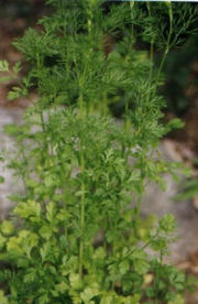 Coriander foliage