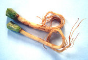 Coriander roots