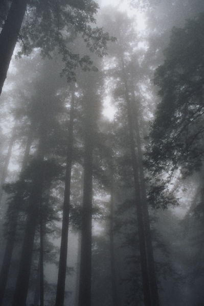 Image:030803a redwoodfog.jpg