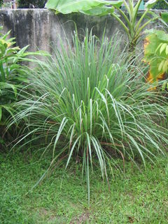 Lemon grass plant