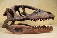 Model of a Deinonychus skull.