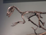 Deinonychus skeleton