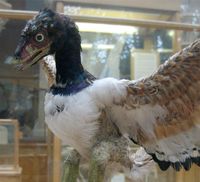 A model of Archaeopteryx lithographica on display at the Oxford University Museum