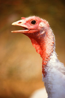 Large White Turkey