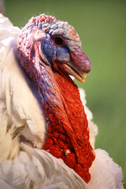 Large White turkey male