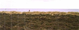 The fore dune and first yellow dune at Studland, England.