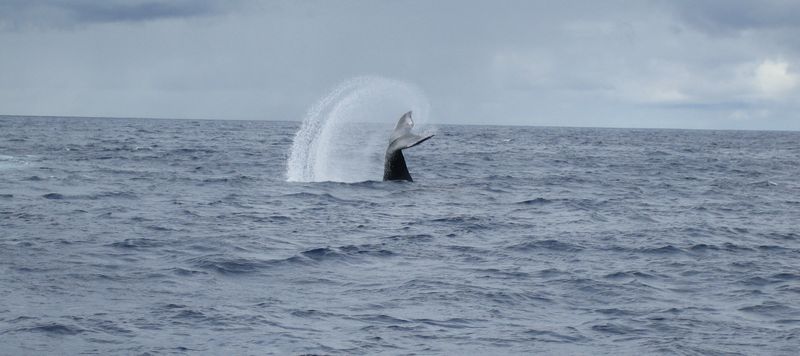 Image:Whale tail flip.jpg