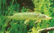 A young E. lucius specimen—a "pickerel" in the original sense—in an aquarium.