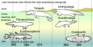 Tiktaalik in context: one of many species that track the evolutionary development of fish fins into tetrapod limbs.