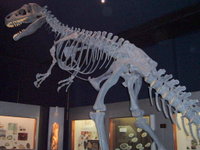 An Allosaurus skeleton.