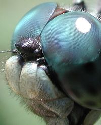 The compound eyes of a dragonfly.