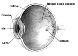 Diagram of a human eye. Note that not all eyes have the same anatomy as a human eye.