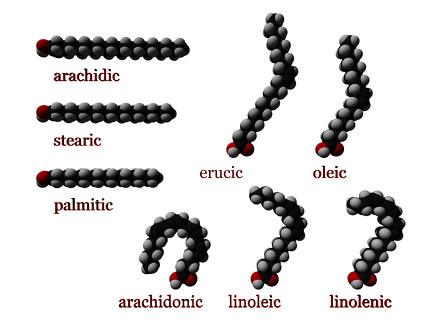 Several fatty acid molecules