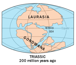 Evidence suggests that Australia was a part of the supercontinent Gondwana(land).