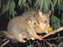 The Common Brushtail Possum.