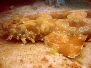 The Spotted Wobbegong is the largest wobbegong shark, reaching a length of 3.2 m.