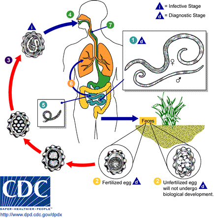 Adult worms (1) live in the lumen of the small intestine. A female may produce approximately 200,000 eggs per day, which are passed with the feces (2). Unfertilized eggs may be ingested but are not infective. Fertile eggs embryonate and become infective after 18 days to several weeks (3), depending on the environmental conditions (optimum: moist, warm, shaded soil). After infective eggs are swallowed (4), the larvae hatch (5), invade the intestinal mucosa, and are carried via the portal, then systemic circulation to the lungs . The larvae mature further in the lungs (6) (10 to 14 days), penetrate the alveolar walls, ascend the bronchial tree to the throat, and are swallowed (7). Upon reaching the small intestine, they develop into adult worms (8). Between 2 and 3 months are required from ingestion of the infective eggs to oviposition by the adult female. Adult worms can live 1 to 2 years.