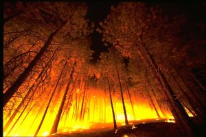 A forest fire.