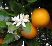 Orange blossoms.