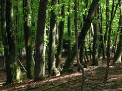 A decidous broadleaf (Beech) forest in Slovenia.