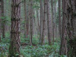 A forest on San Juan Island in Washington.