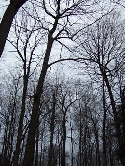 Maple and Oak (broadleaf, deciduous) forest in Wisconsin in winter.