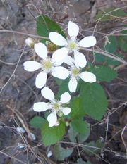 Dewberry flowers. Note the multiple pistils, each of which will produce a druplet. Each flower will become a blackberry-like aggregate fruit.